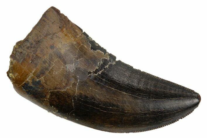 Serrated, Tyrannosaur Tooth - Judith River Formation #123511